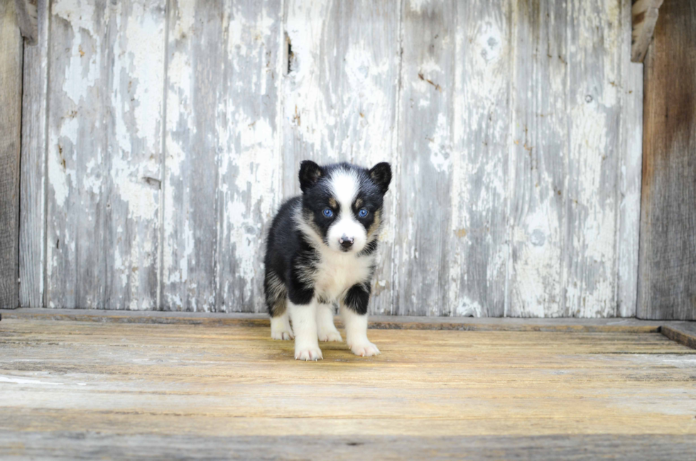 Pomsky Puppy for Adoption