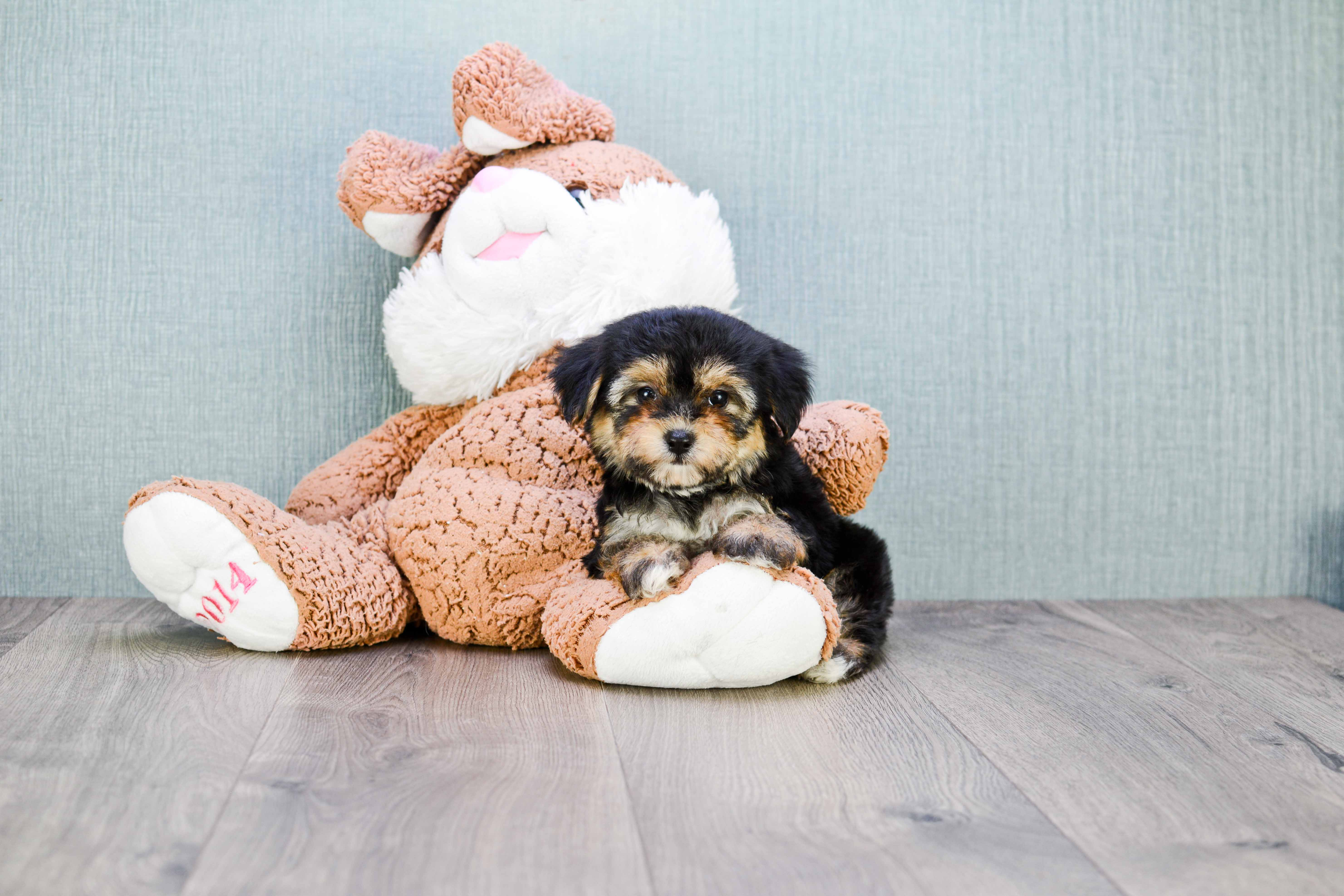 Petite Morkie Designer Pup