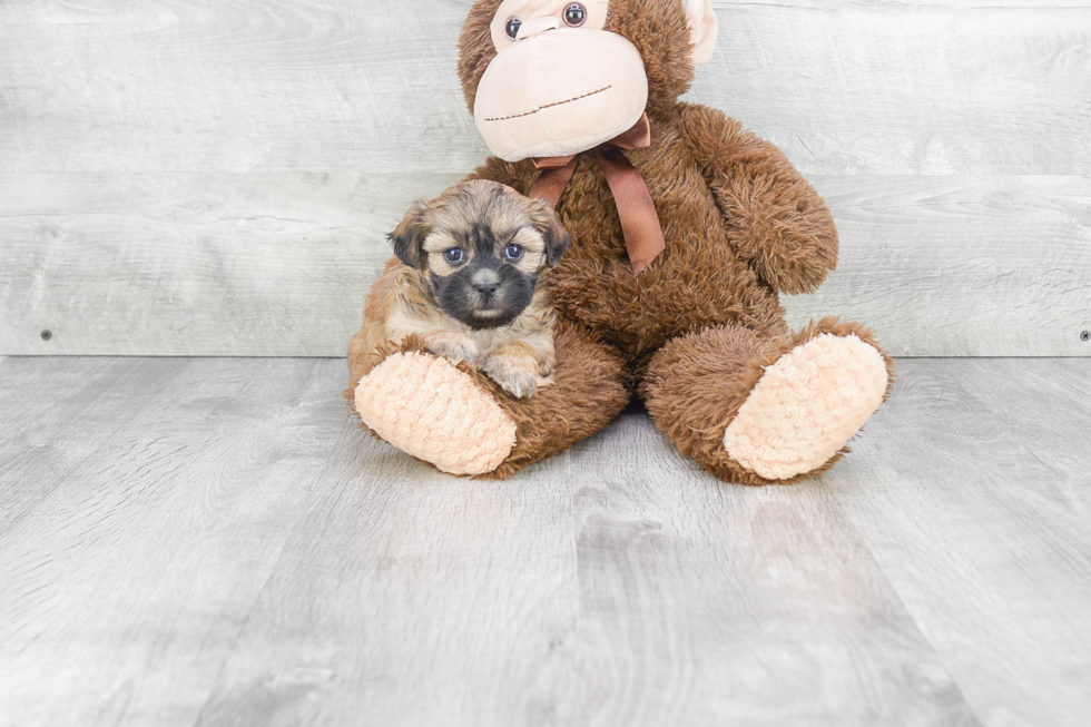 Teddy Bear Pup Being Cute