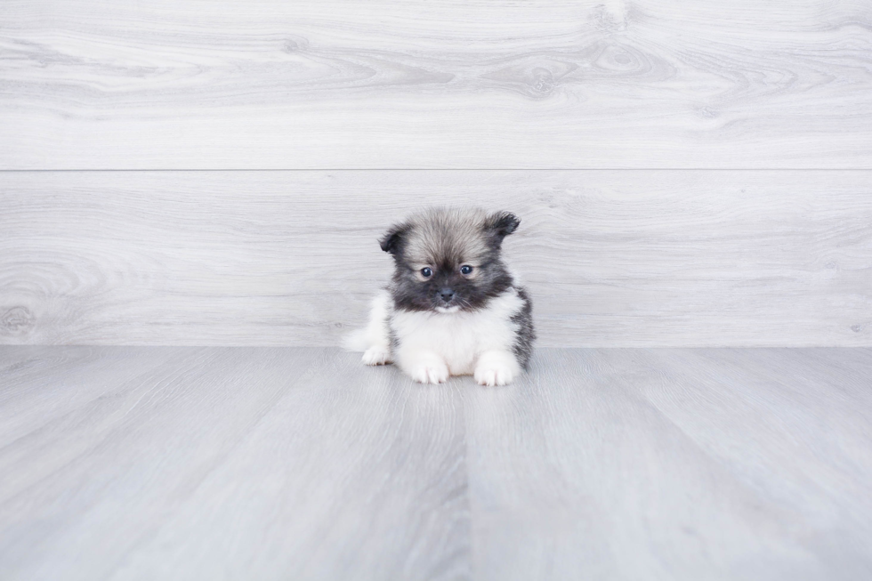 Adorable Pomeranian Purebred Puppy