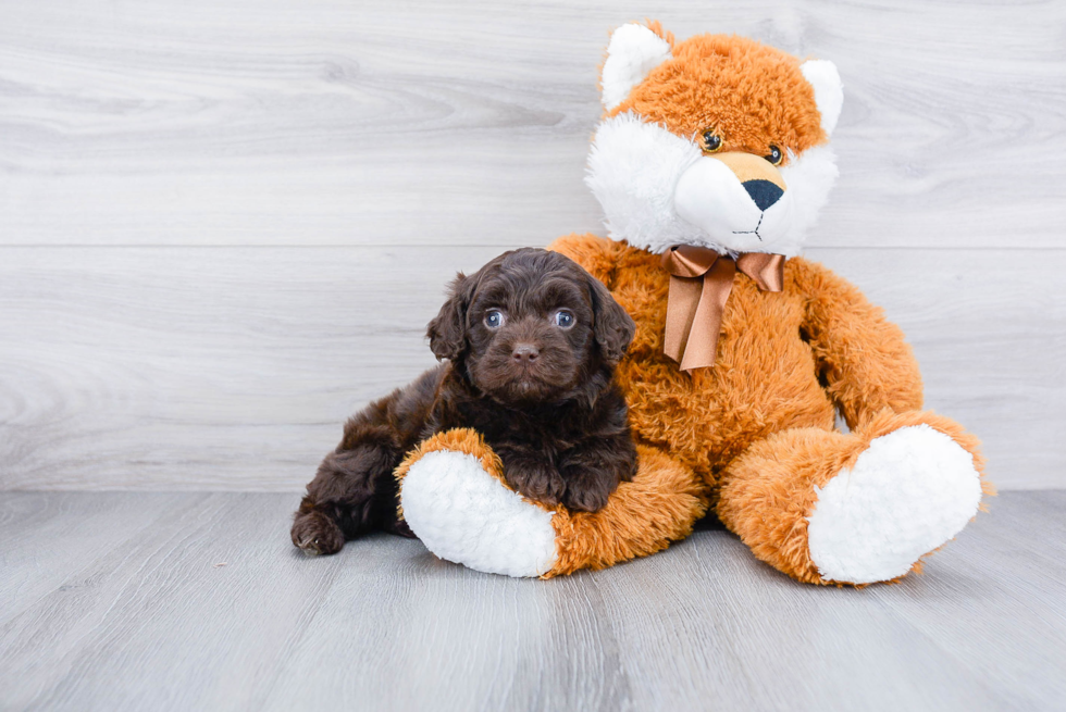 Popular Cockapoo Poodle Mix Pup