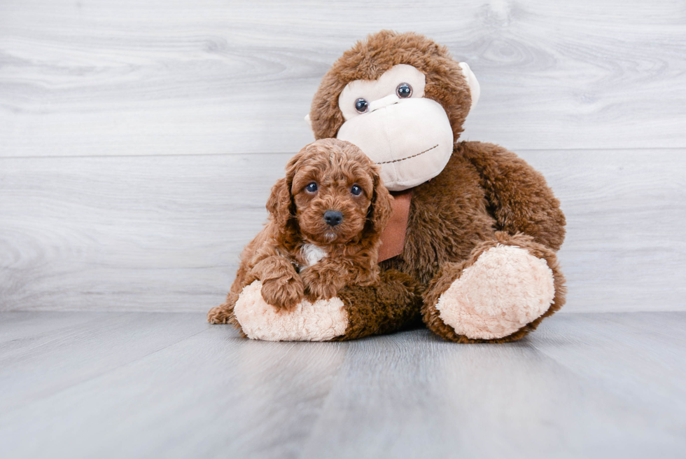 Cavapoo Puppy for Adoption