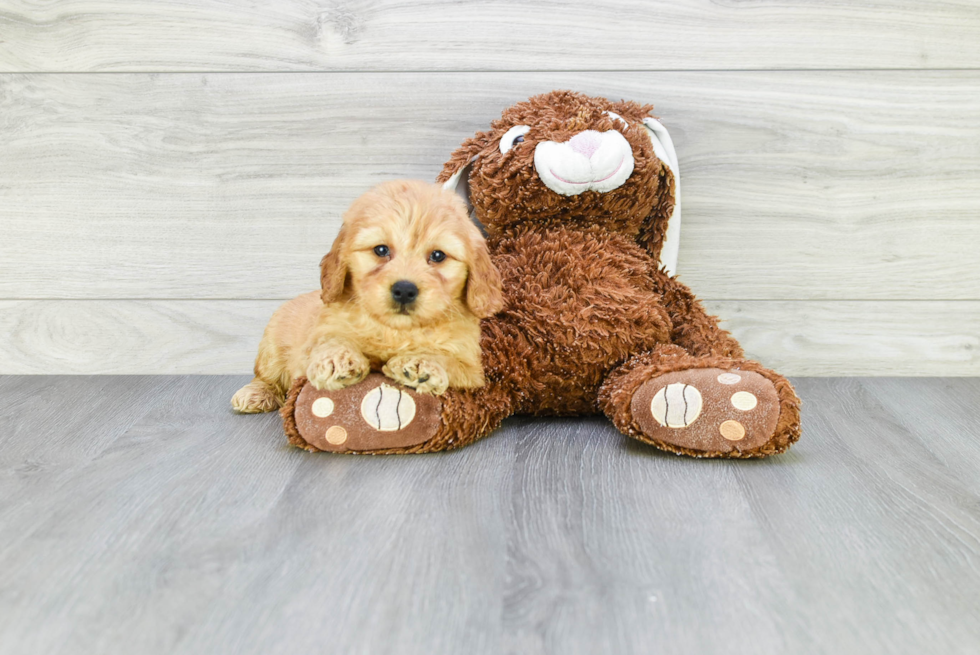 Best Mini Goldendoodle Baby