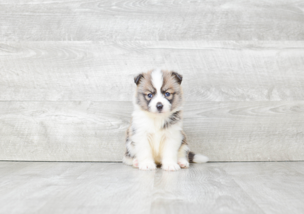 Adorable Mini Husky Designer Puppy