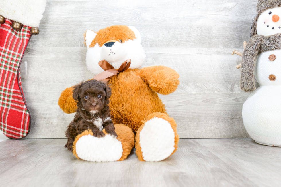 Adorable Pudle Purebred Puppy