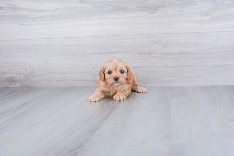 Hypoallergenic Cavoodle Poodle Mix Puppy