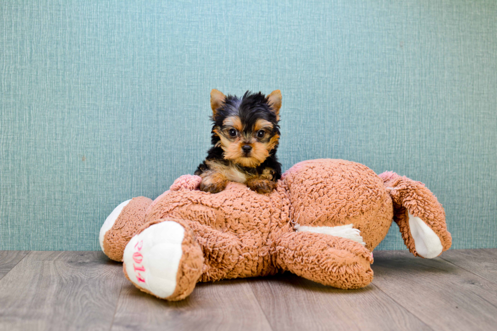 Meet Ronaldo - our Yorkshire Terrier Puppy Photo 