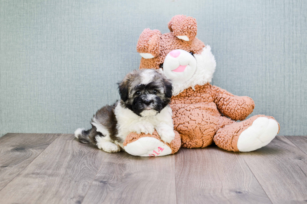 Best Havanese Baby