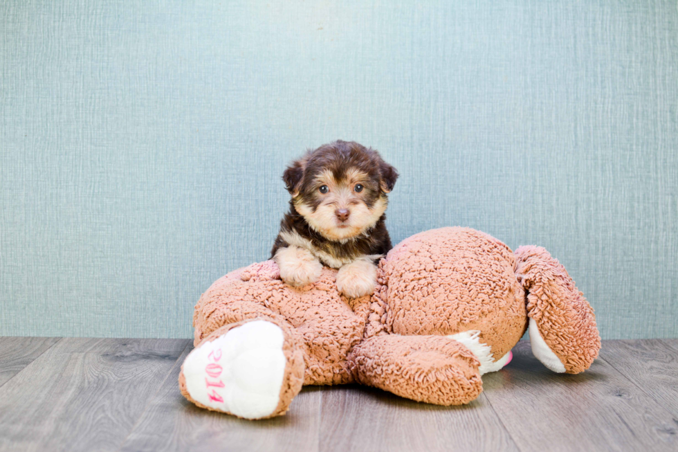 Playful Yorkie Designer Puppy