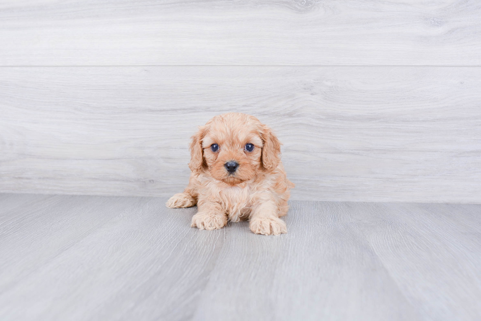 Best Cavapoo Baby