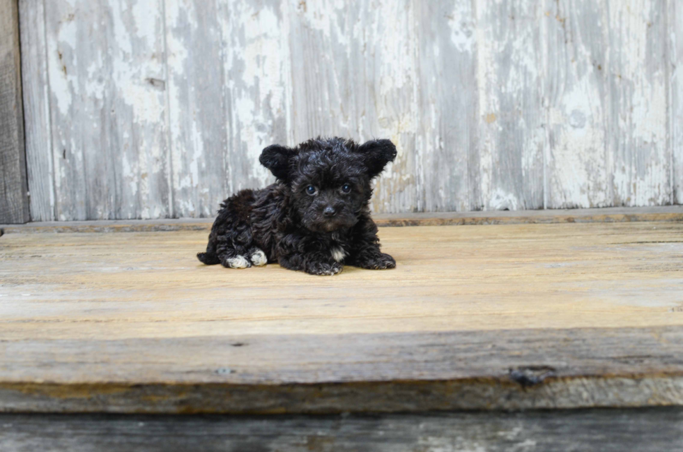 Morkie Puppy for Adoption