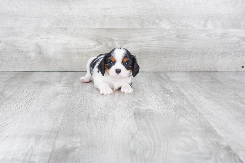 Funny Cavalier King Charles Spaniel Purebred Pup