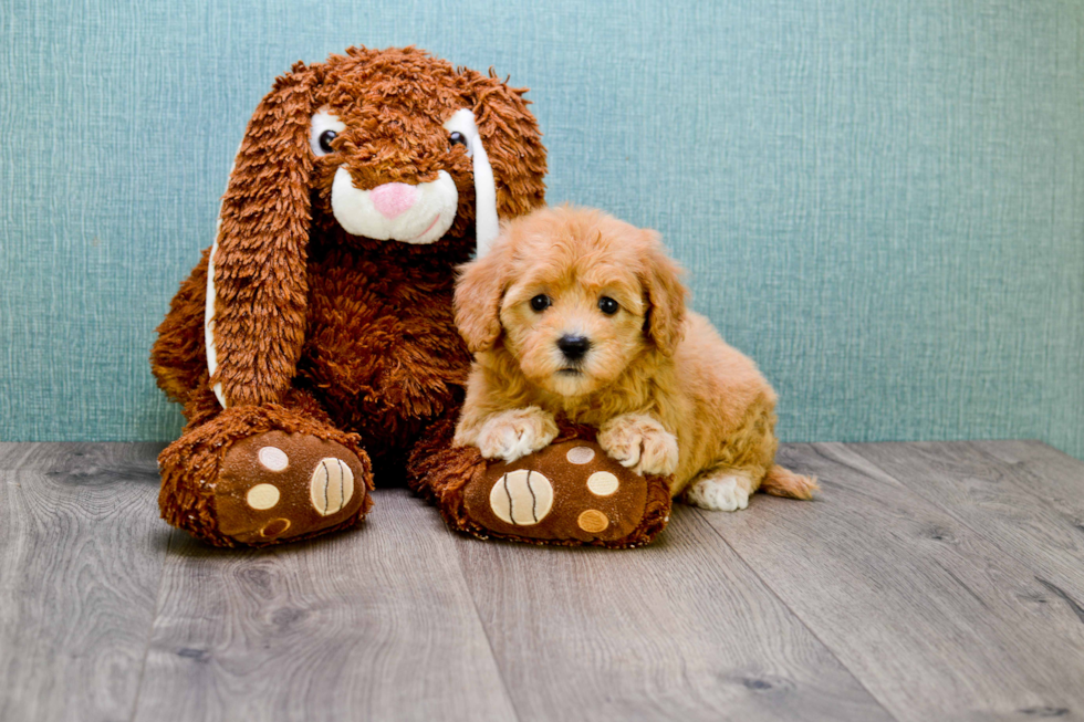 Hypoallergenic Cavoodle Poodle Mix Puppy