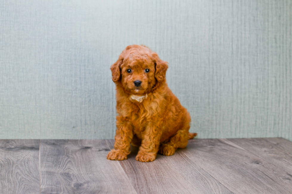 Mini Goldendoodle Pup Being Cute