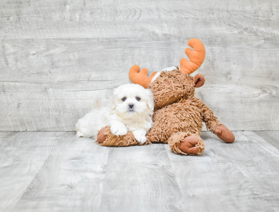 Fluffy Teddy Bear Designer Pup