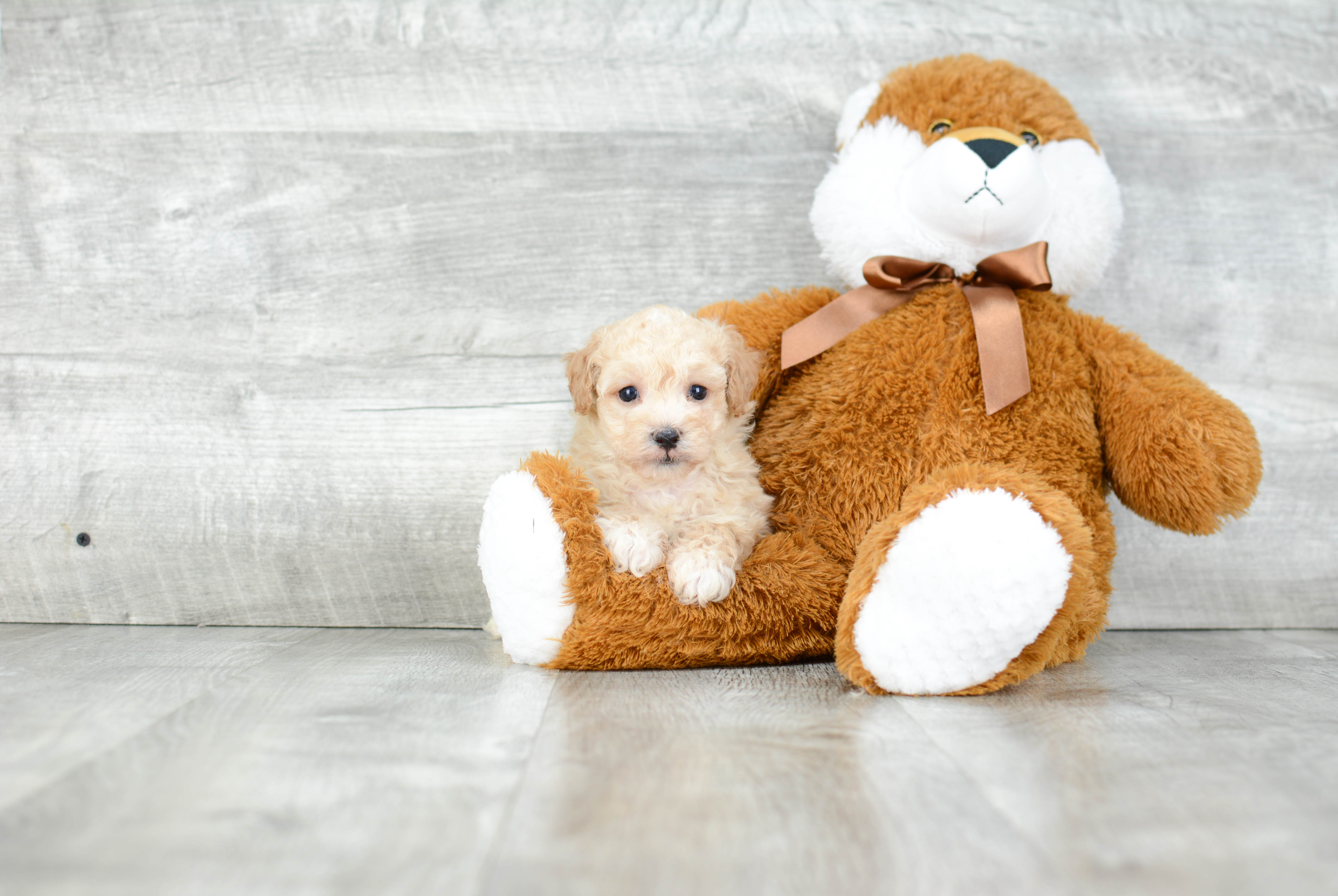 Cute Maltipoo Baby