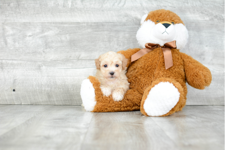 Cute Maltipoo Baby