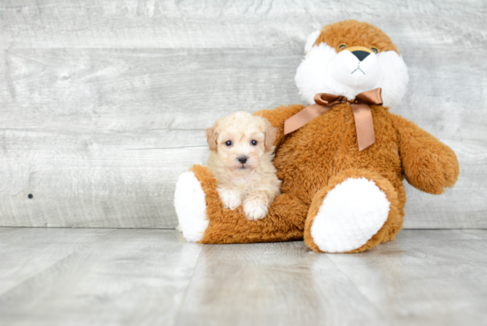 Cute Maltipoo Baby