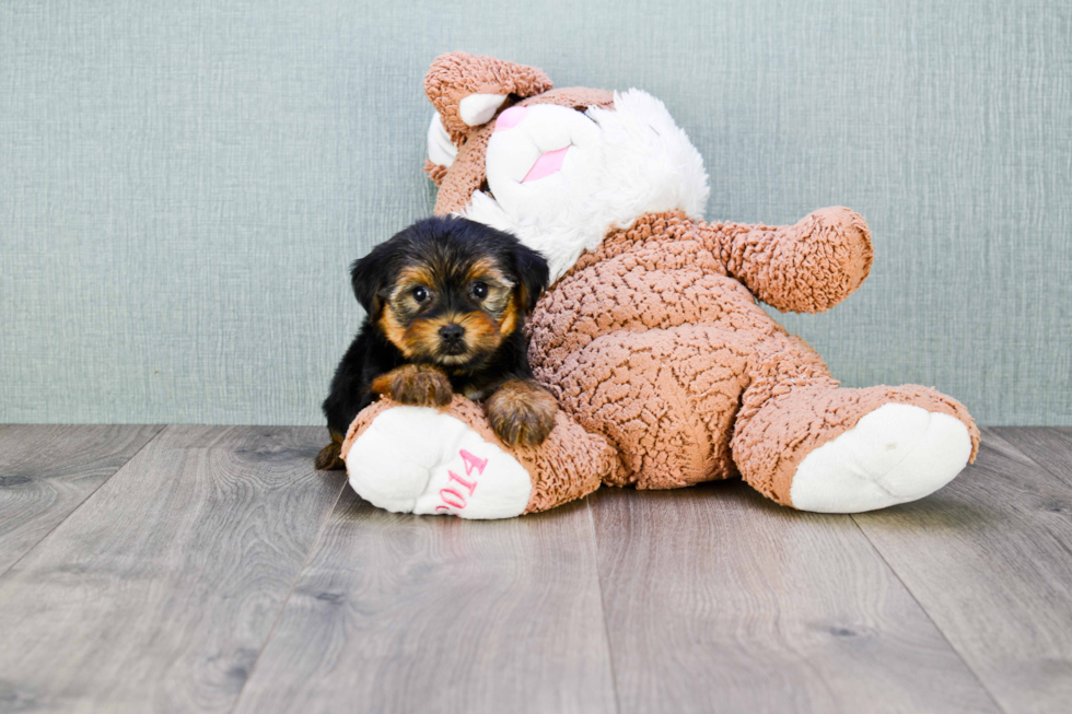 Meet Bronze - our Yorkshire Terrier Puppy Photo 