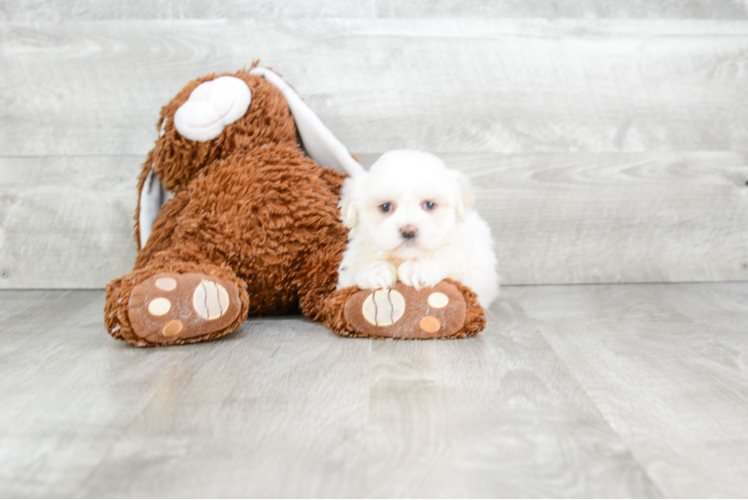 Teddy Bear Pup Being Cute