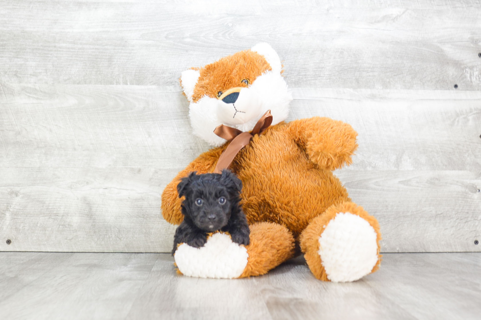 Sweet Mini Aussiedoodle Baby