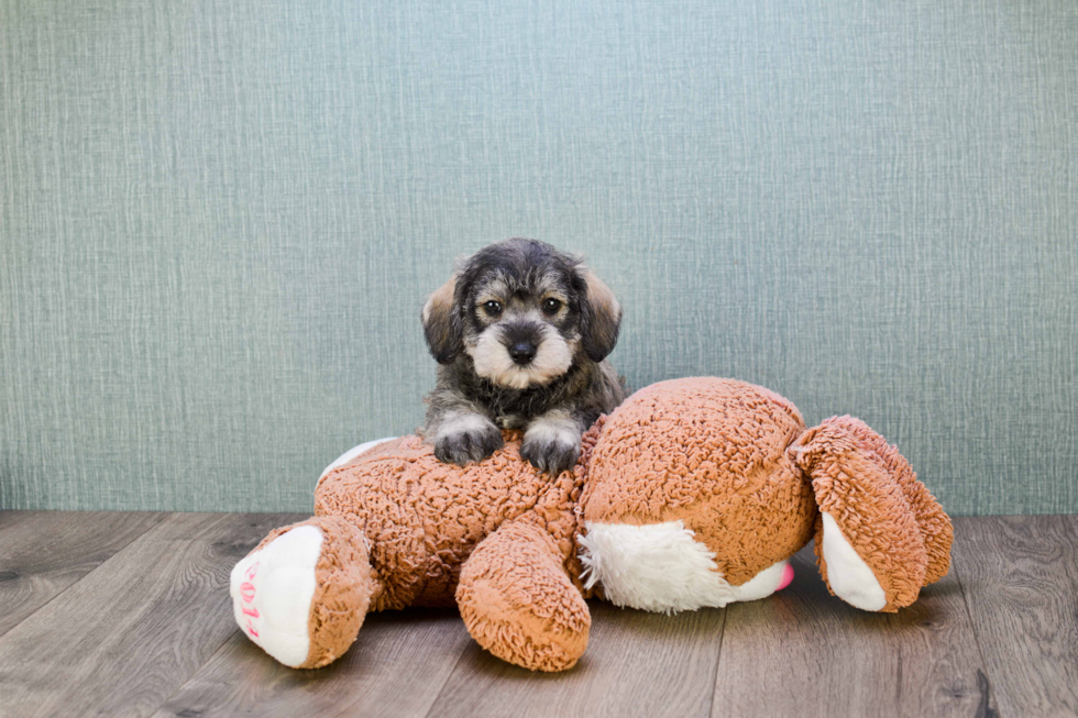 Cute Mini Schnauzer Baby