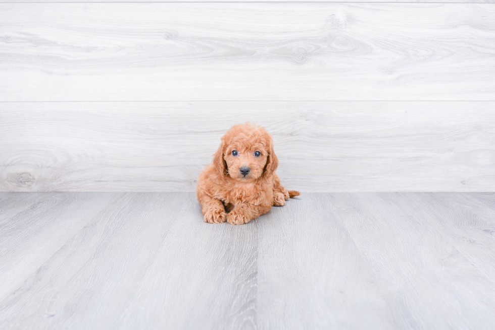 Mini Goldendoodle Pup Being Cute