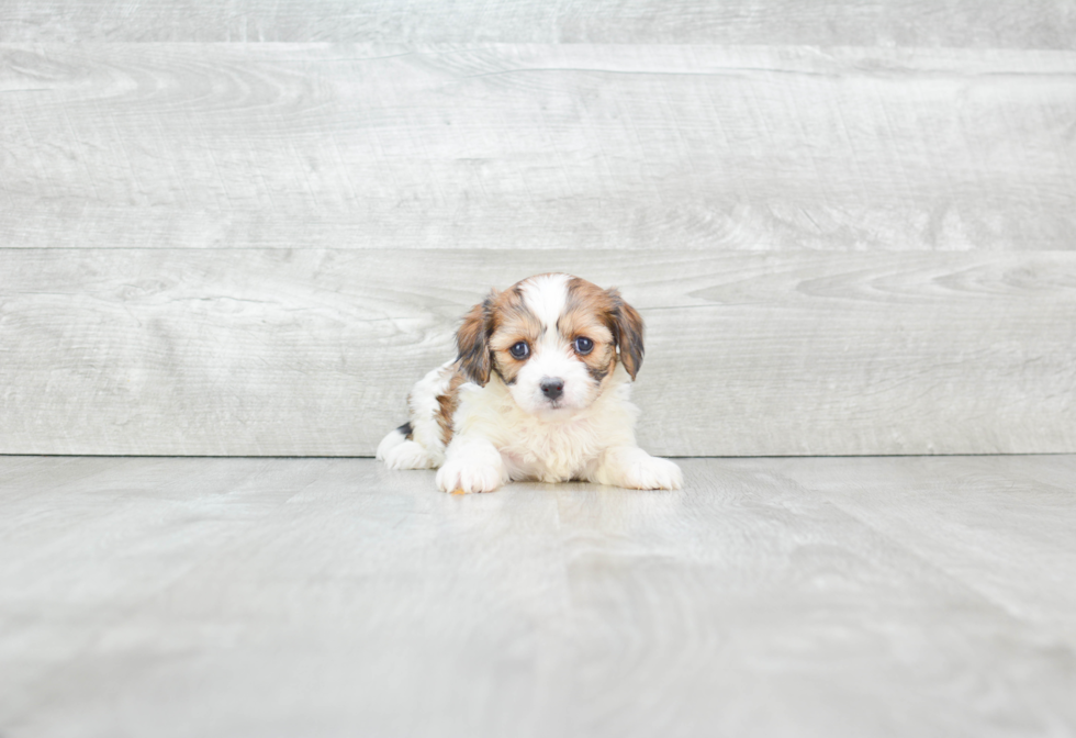 Smart Cavachon Designer Pup