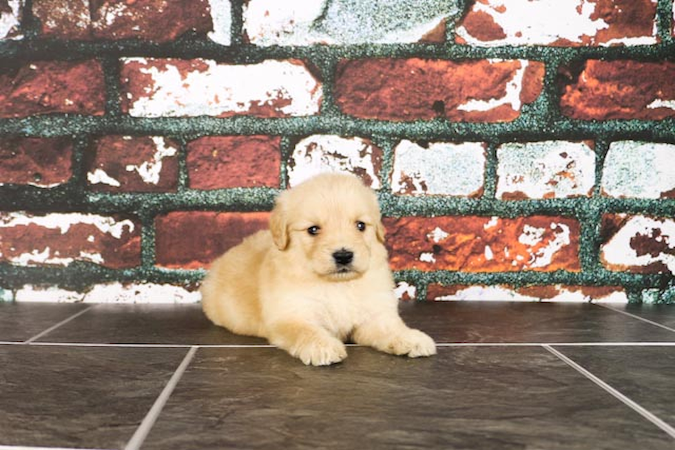 Mini Goldendoodle Pup Being Cute