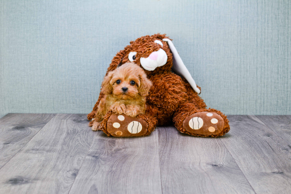 Smart Cavapoo Poodle Mix Pup