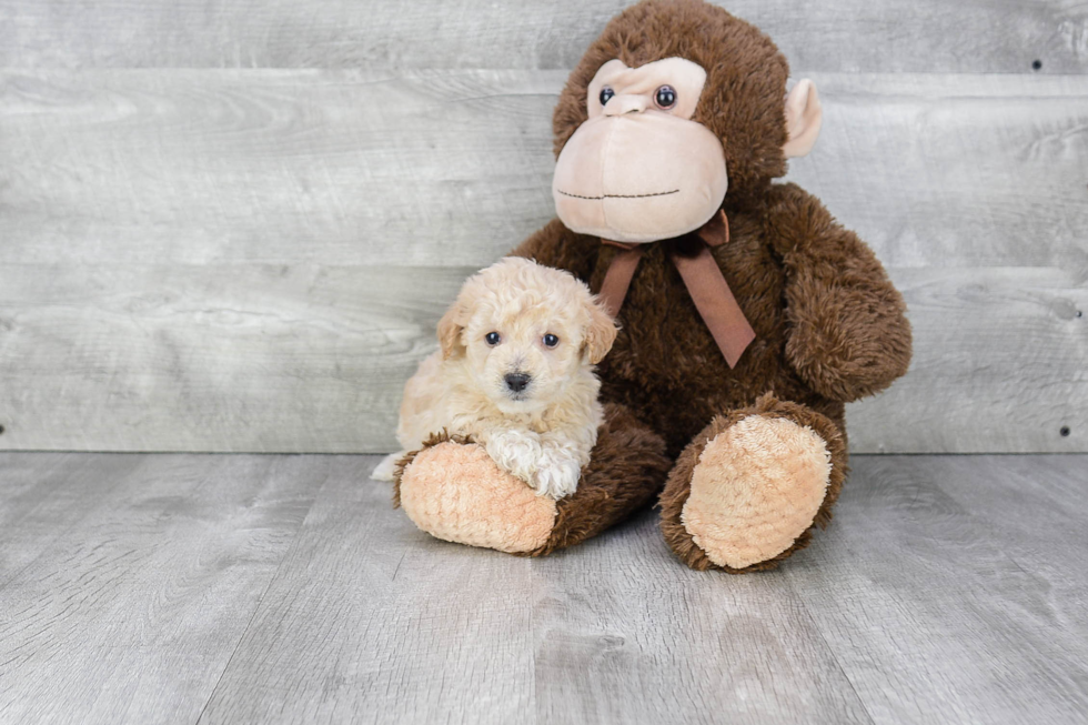 Little Maltese Poodle Poodle Mix Puppy