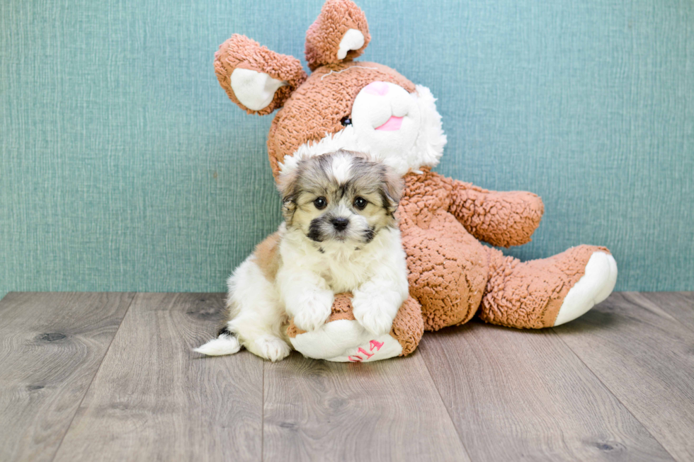 Smart Teddy Bear Designer Pup