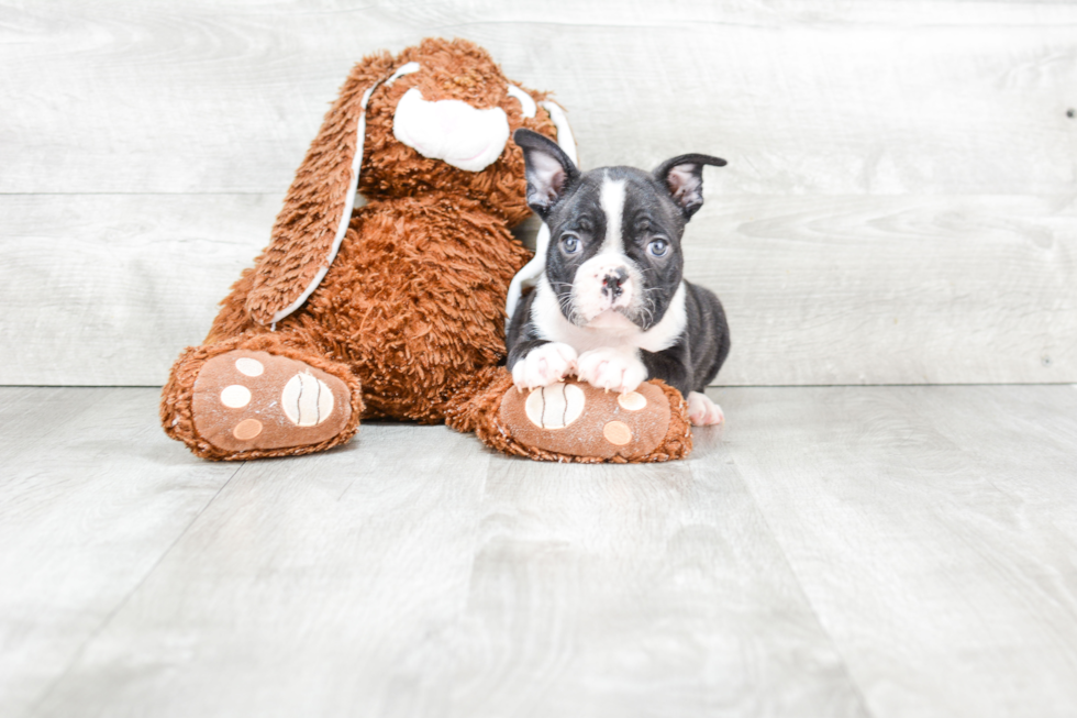 Playful French Bulldog Baby