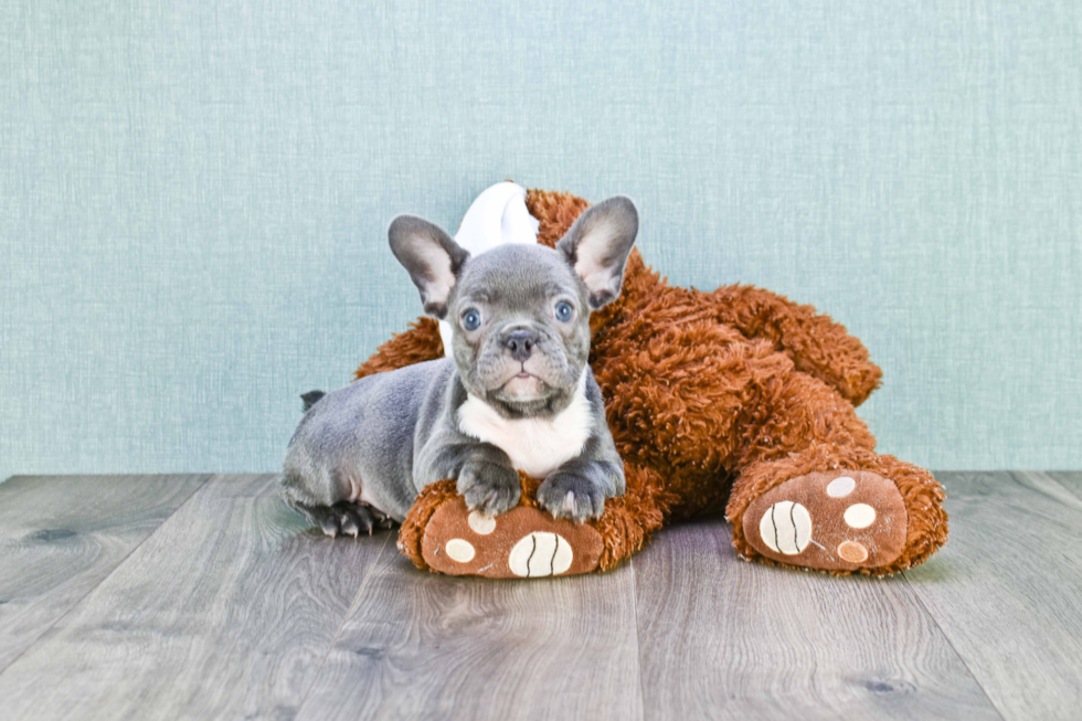 Small French Bulldog Purebred Pup