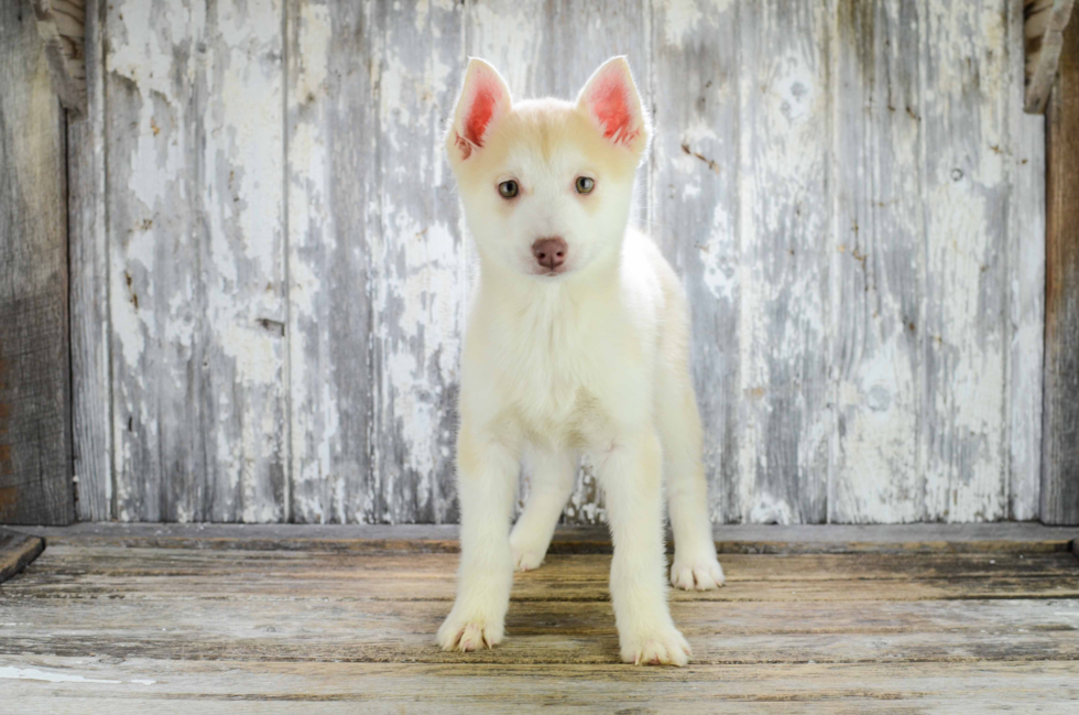 Best Pomsky Baby