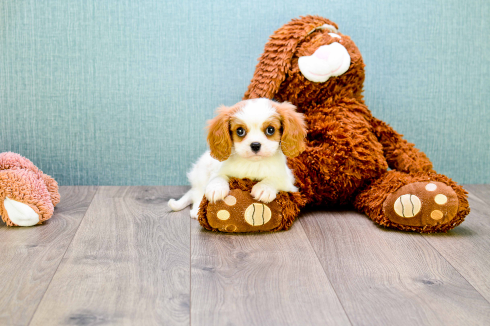 Cavalier King Charles Spaniel Puppy for Adoption