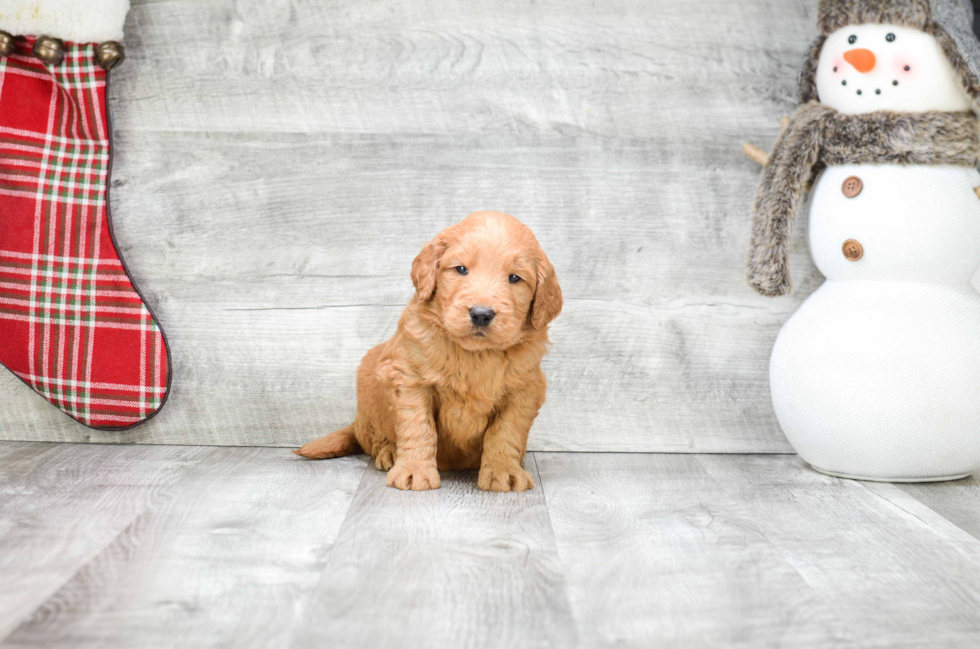 Adorable Golden Retriever Poodle Mix Puppy