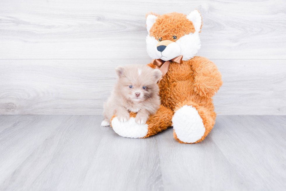 Pomeranian Puppy for Adoption