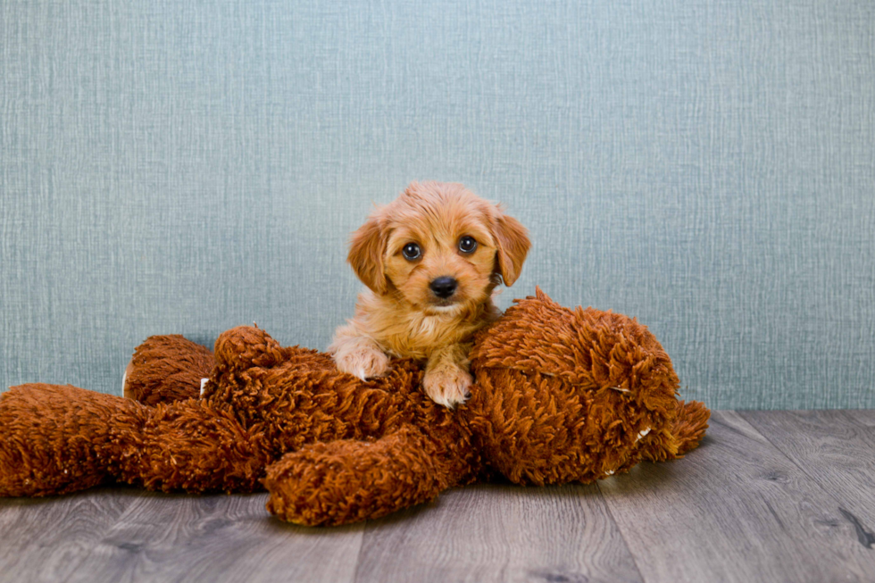 Small Cavapoo Baby