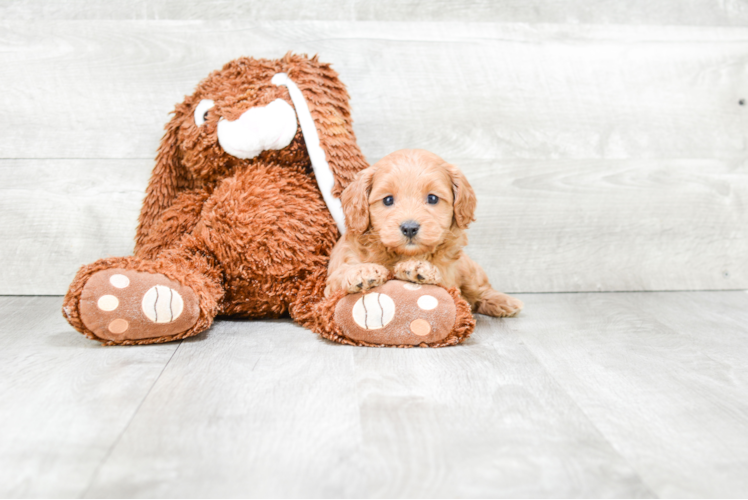 Cockapoo Puppy for Adoption