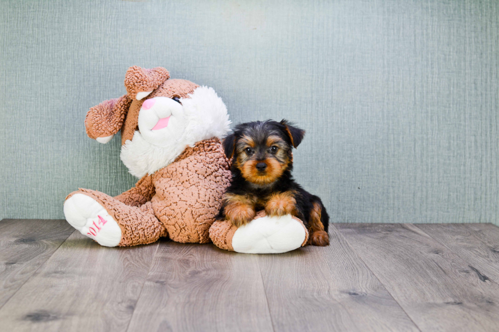 Meet Snickers - our Yorkshire Terrier Puppy Photo 