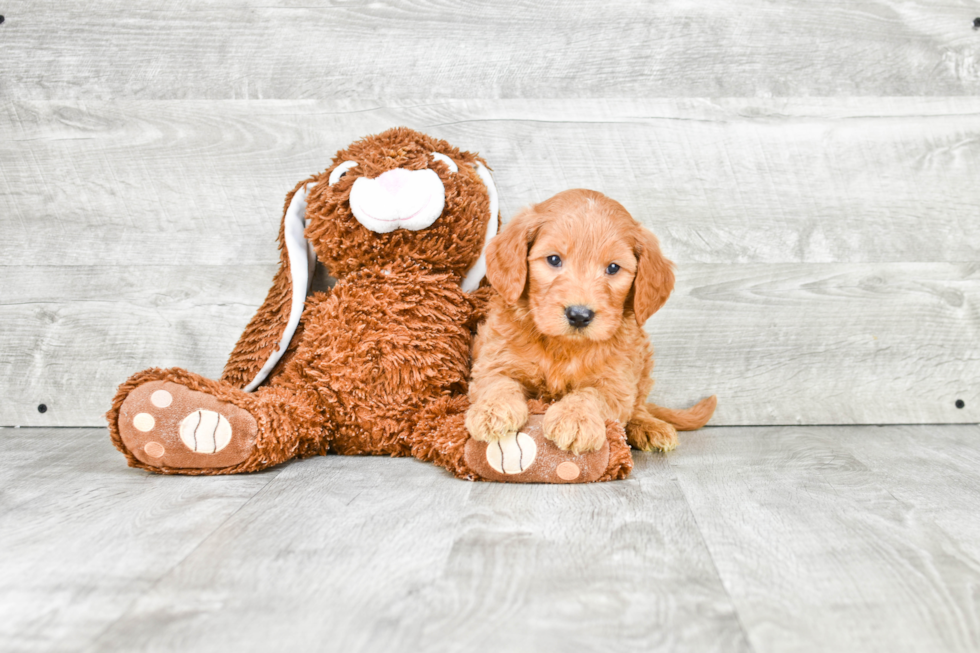 Playful Golden Retriever Poodle Mix Puppy