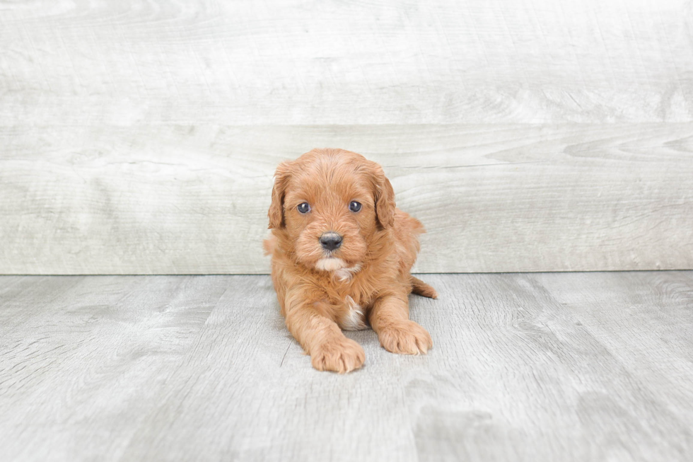 Playful Cavoodle Poodle Mix Puppy