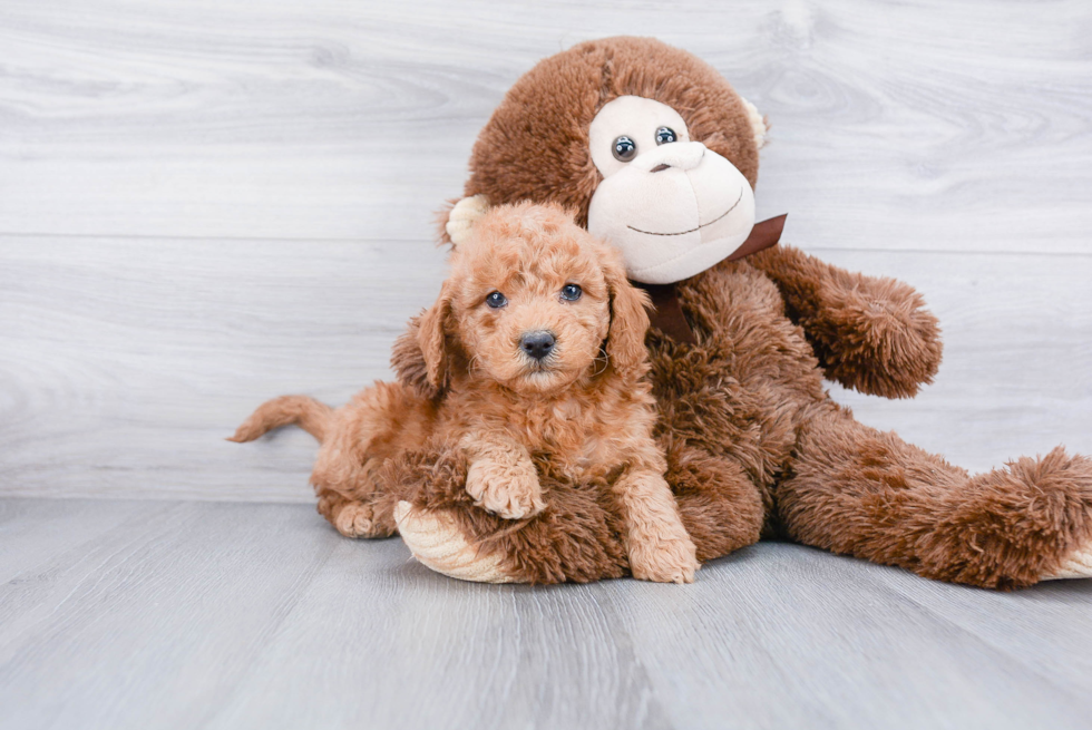 Cute Mini Goldendoodle Baby