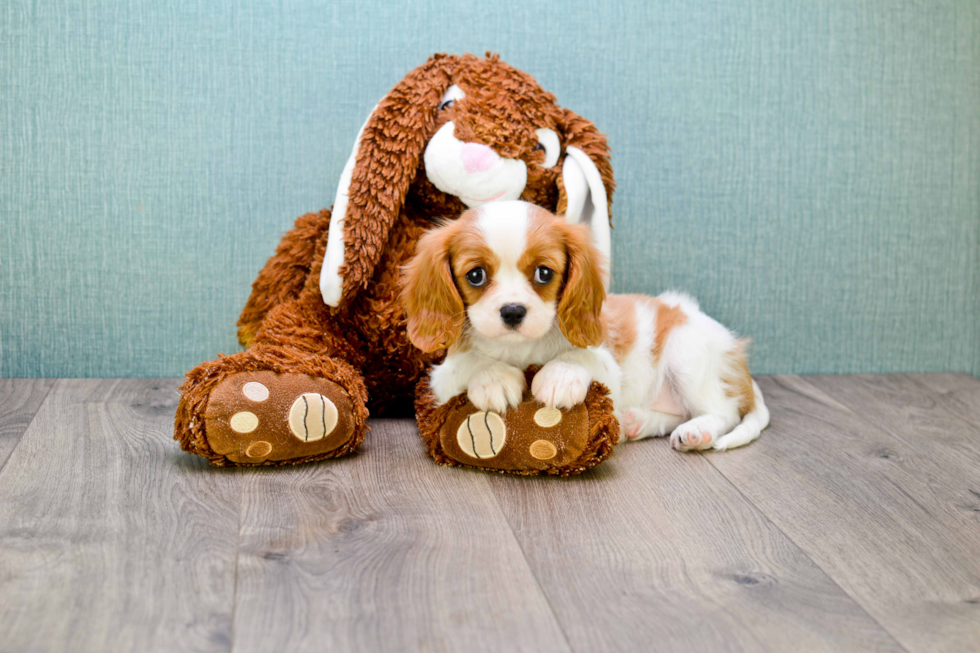 Funny Cavalier King Charles Spaniel Baby