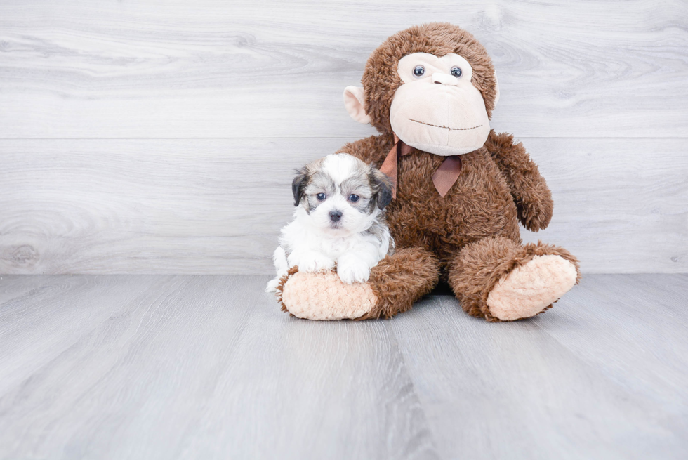 Teddy Bear Pup Being Cute