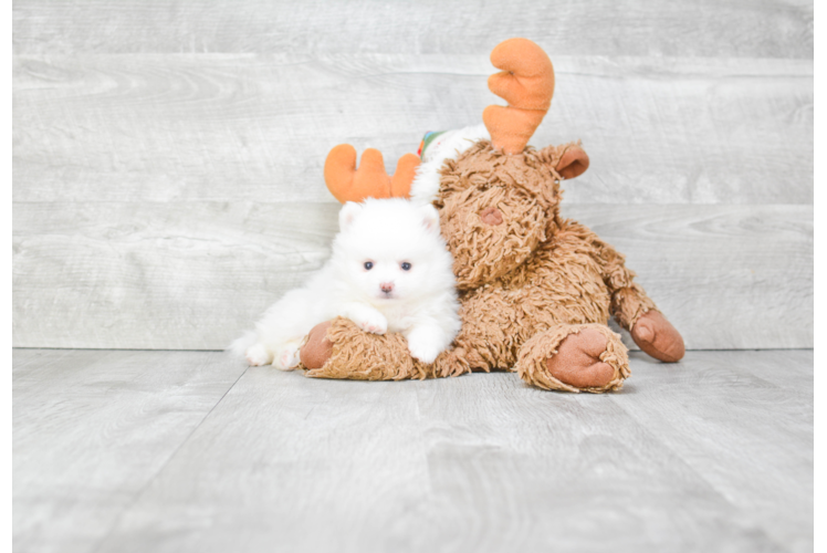 Small Pomeranian Purebred Pup