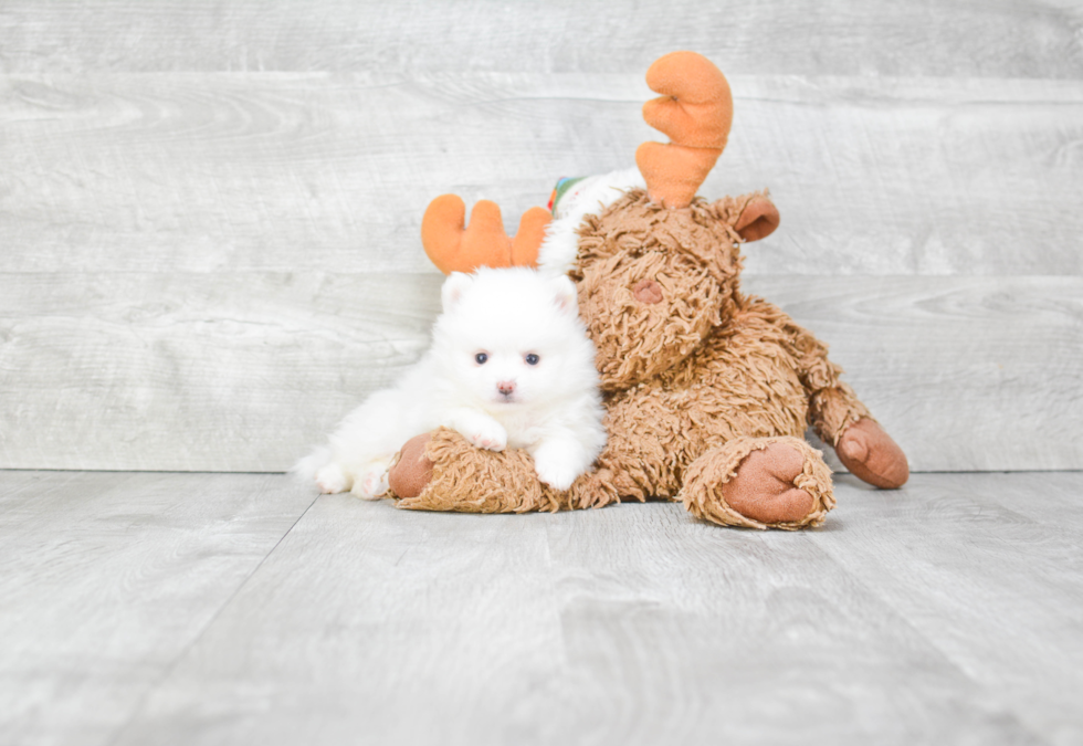 Small Pomeranian Purebred Pup