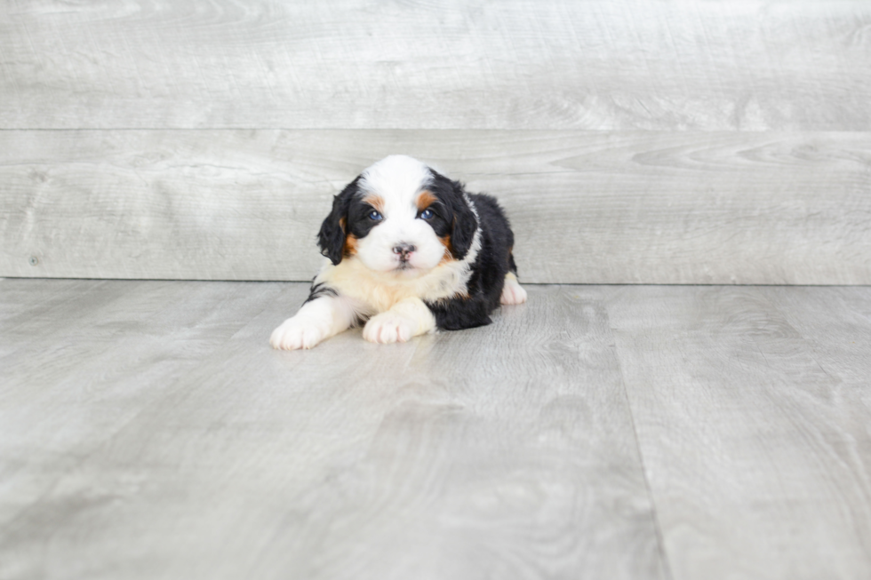 Little Mini Berniedoodle Poodle Mix Puppy