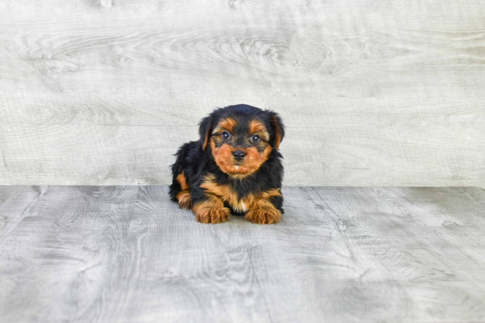 Meet Snickers - our Yorkshire Terrier Puppy Photo 